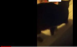 Georges le chat qui parle en vidéo. George the cat who&nbsp;speaks.