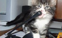 UNE VIDEO DE&nbsp;CHAT