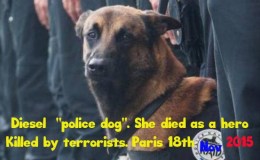 DIESEL  : Amie des humains…&nbsp;décédée