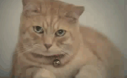 SAD CAT …CHAT&nbsp;TRISTE