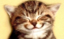 Chat qui retrouve sa maison des années plus&nbsp;tard.