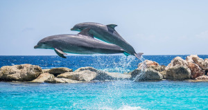 Dolphins