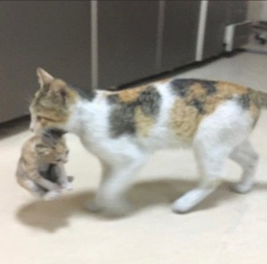 Instanbul cat taking his baby to hospital